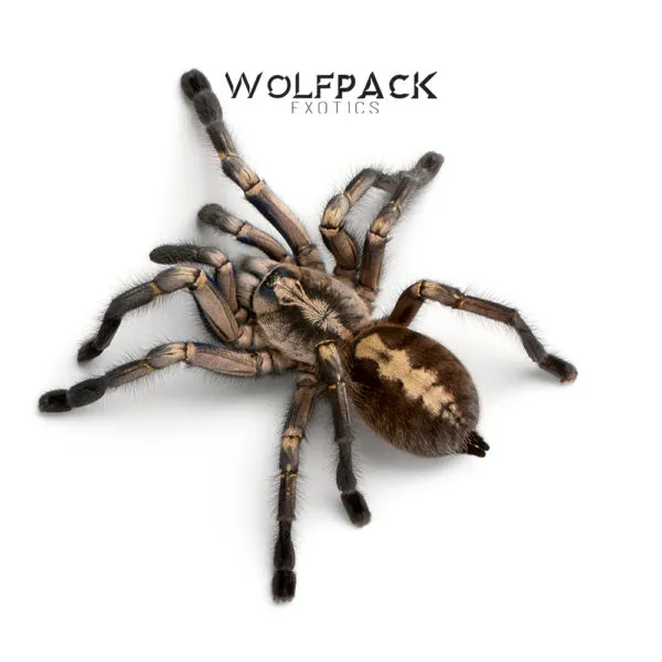 23718 tarantula defense