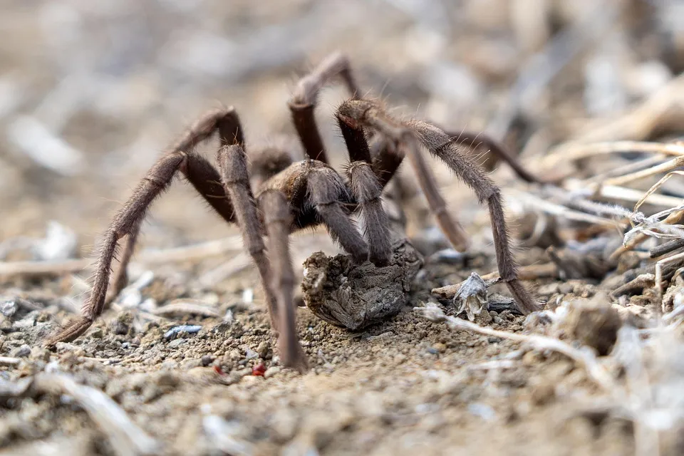 23718 tarantula hunting