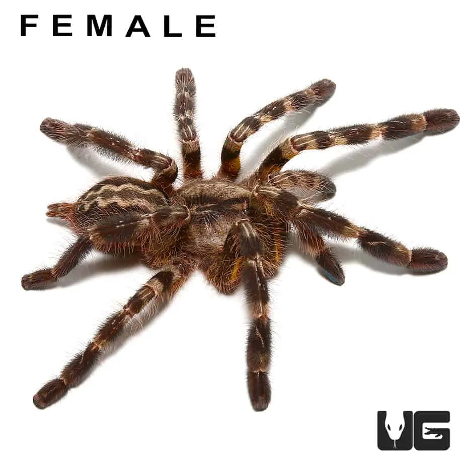 23720 blue tarantula breeder