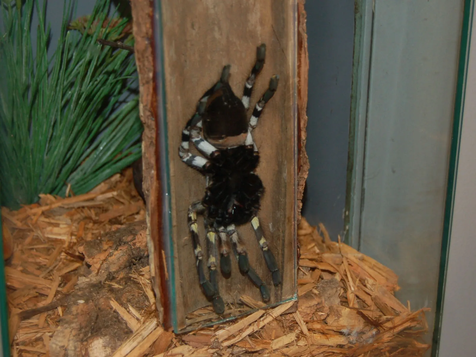 23720 blue tarantula enclosure