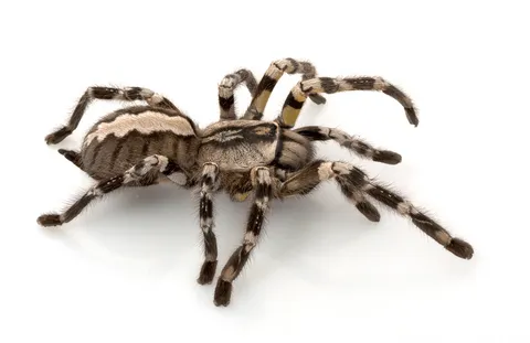 23720 blue tarantula feeding