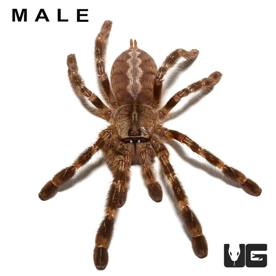 /img/23720-blue-tarantula-habitat.webp