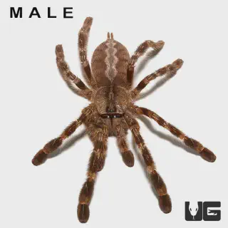 /img/23720-blue-tarantula-habitat.webp