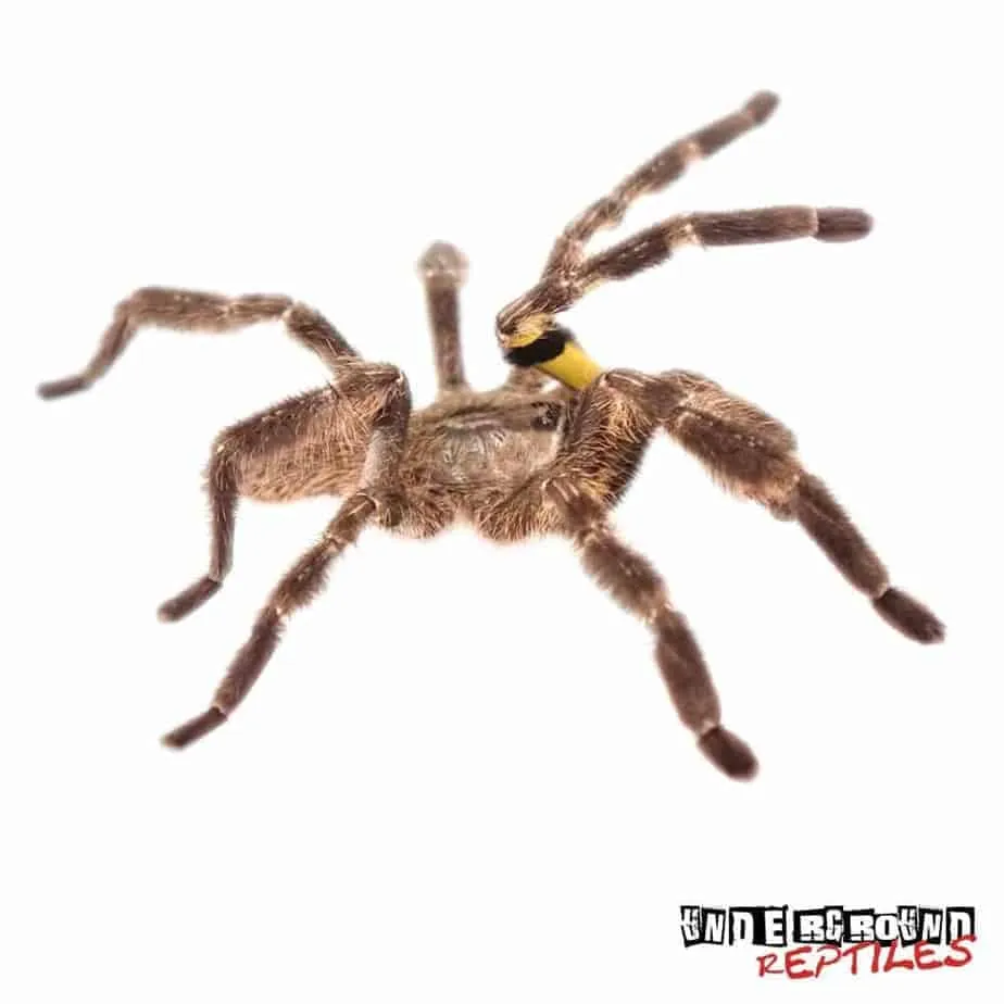 23720 blue tarantula handling