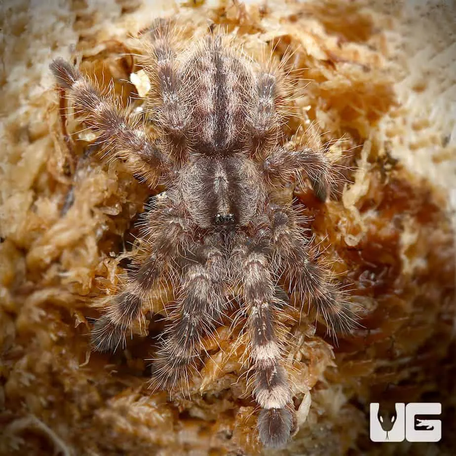 23720 blue tarantula health
