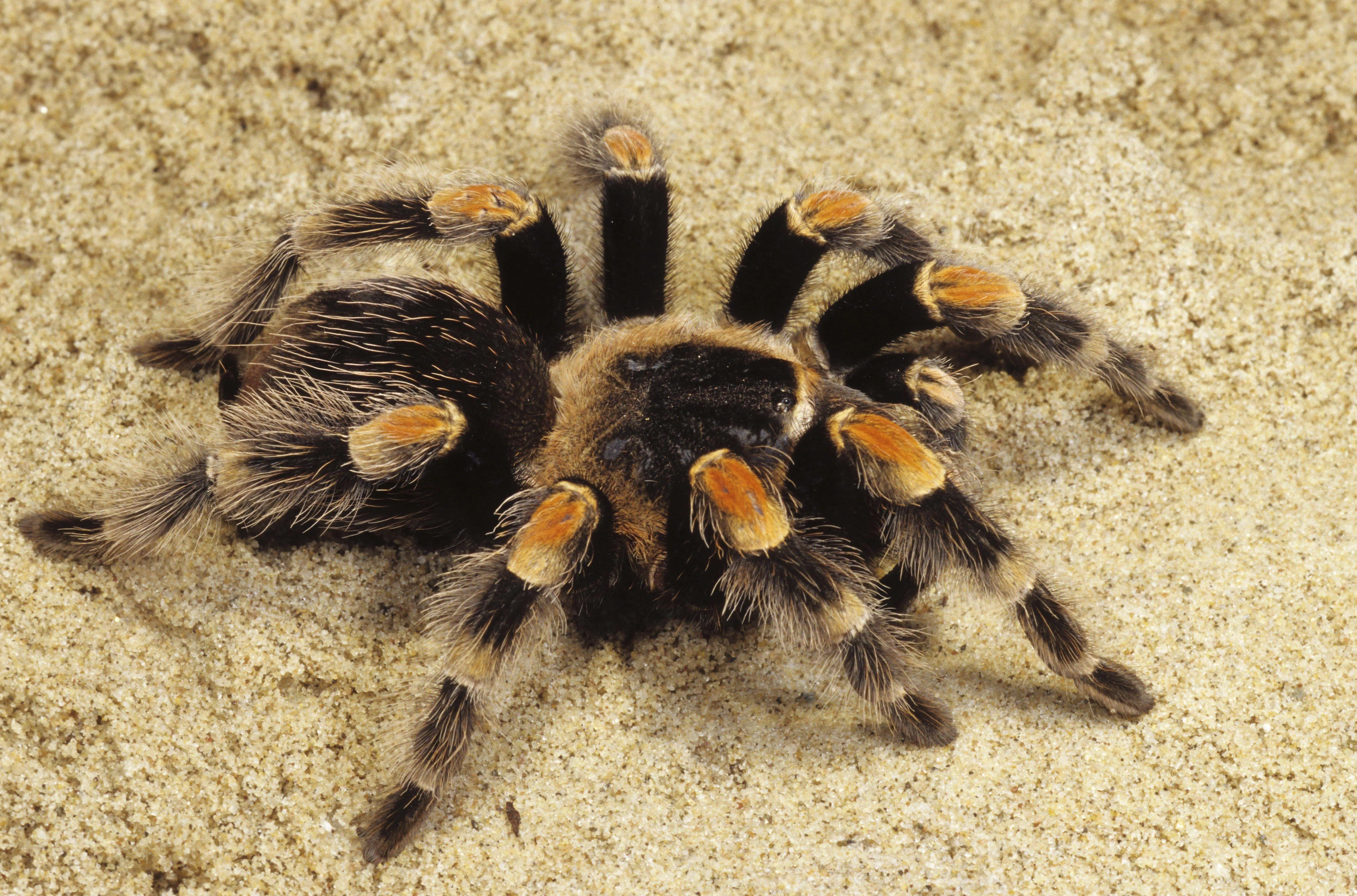 23721 tarantula bite first aid