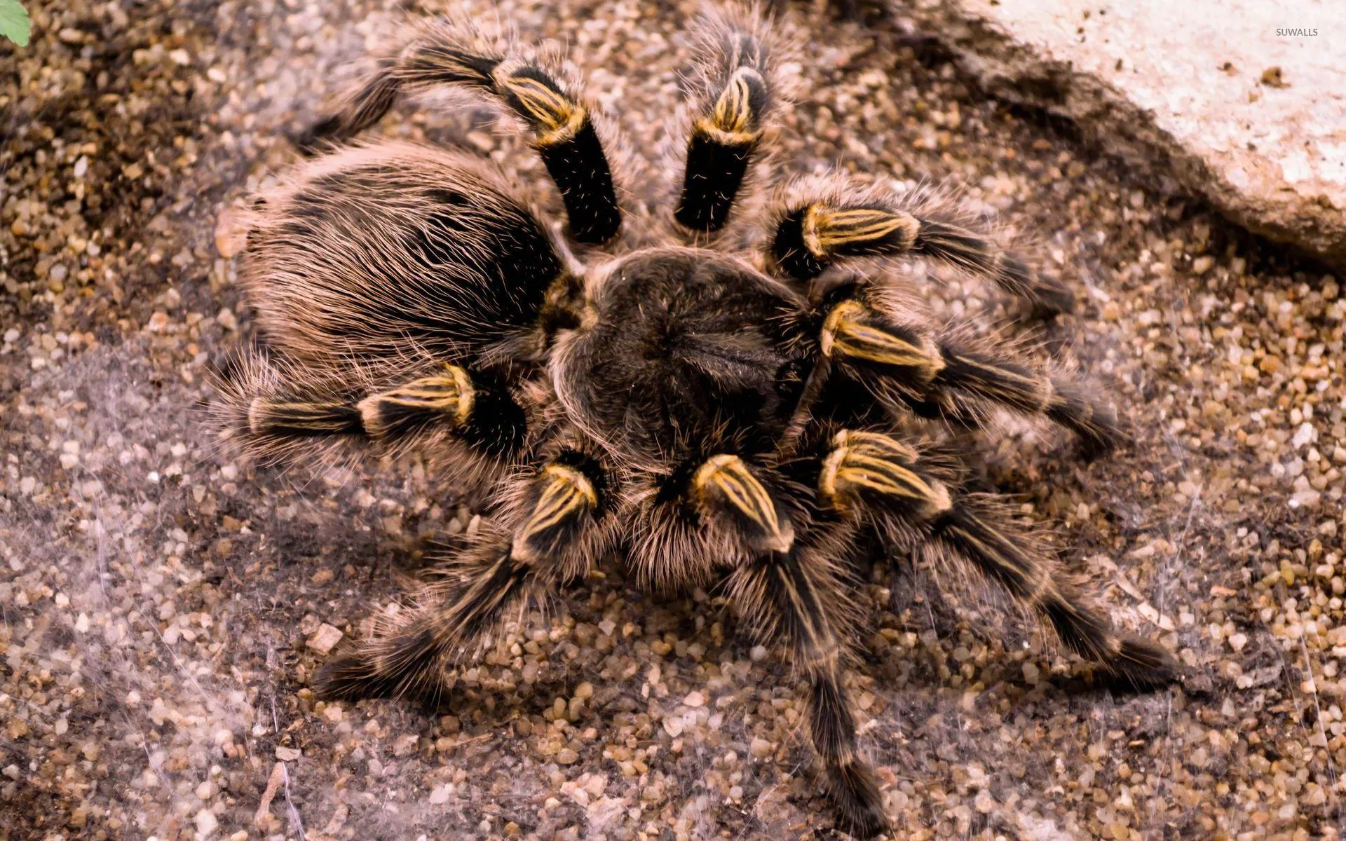 23721 tarantula bite symptoms