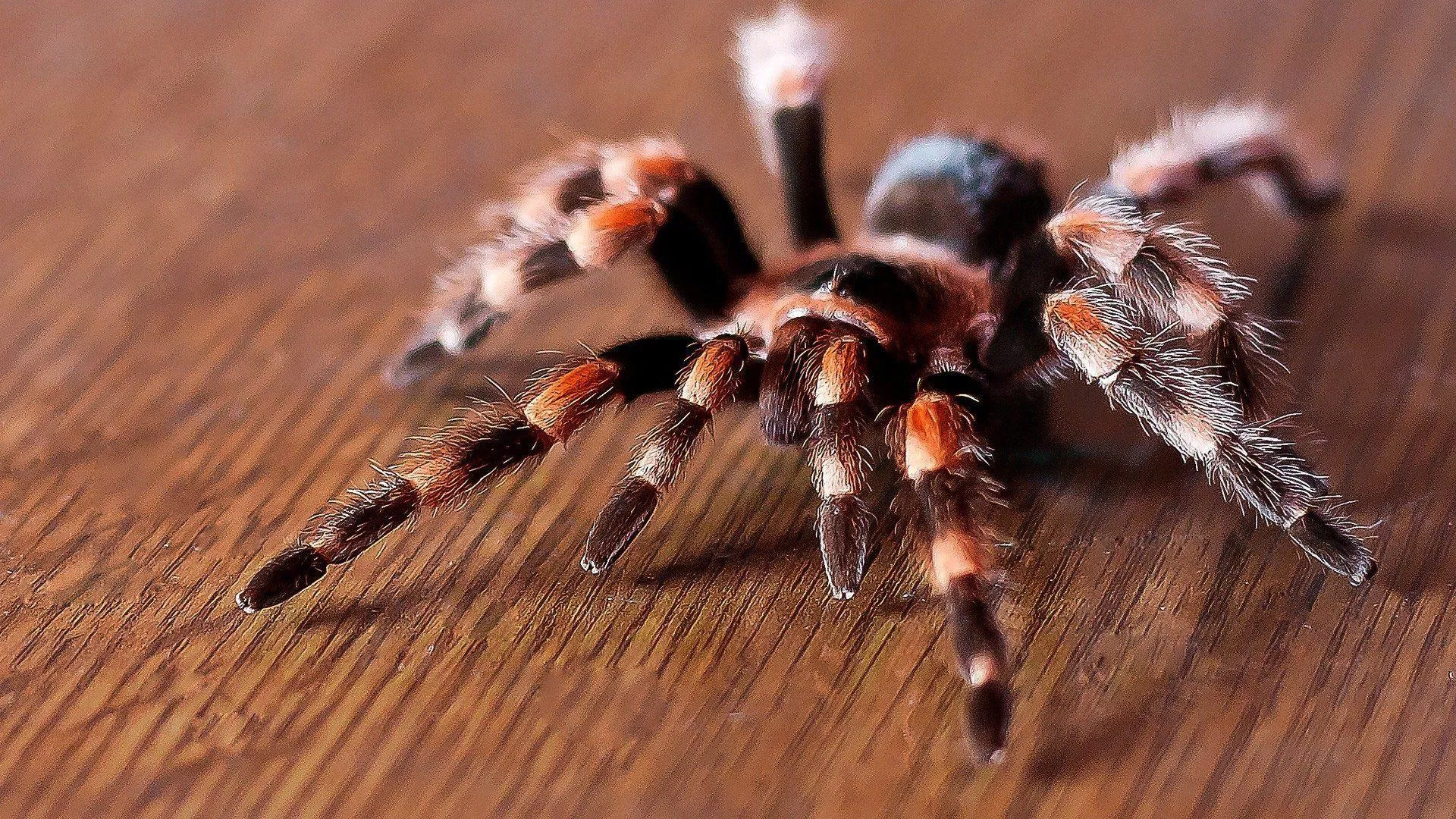 23721 tarantula close up
