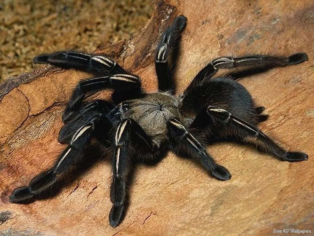 23721 tarantula fangs