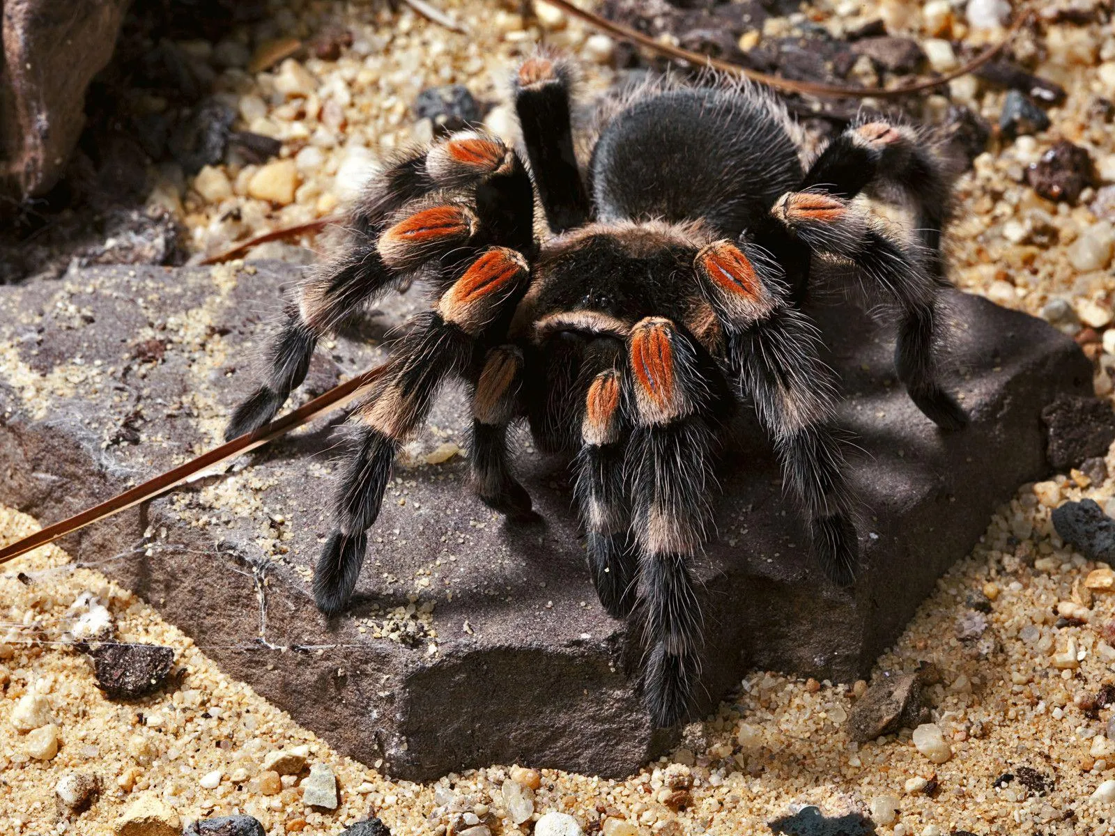 23721 tarantula habitat