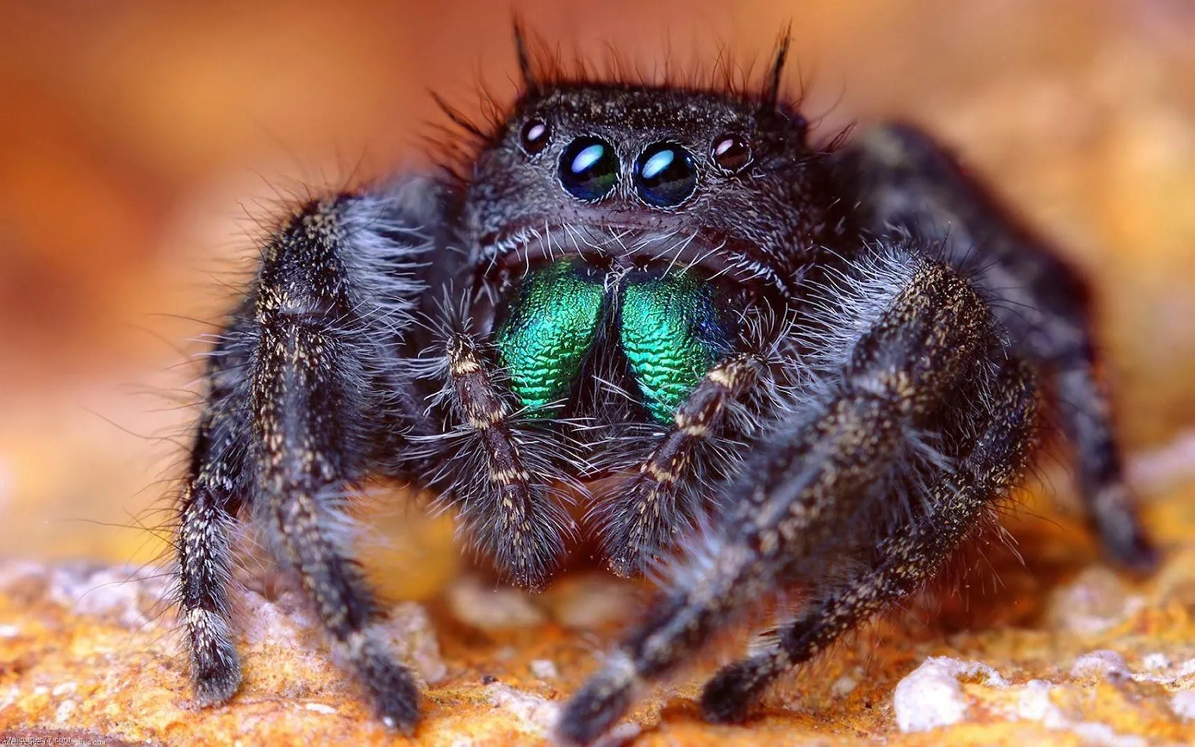 23721 tarantula handling