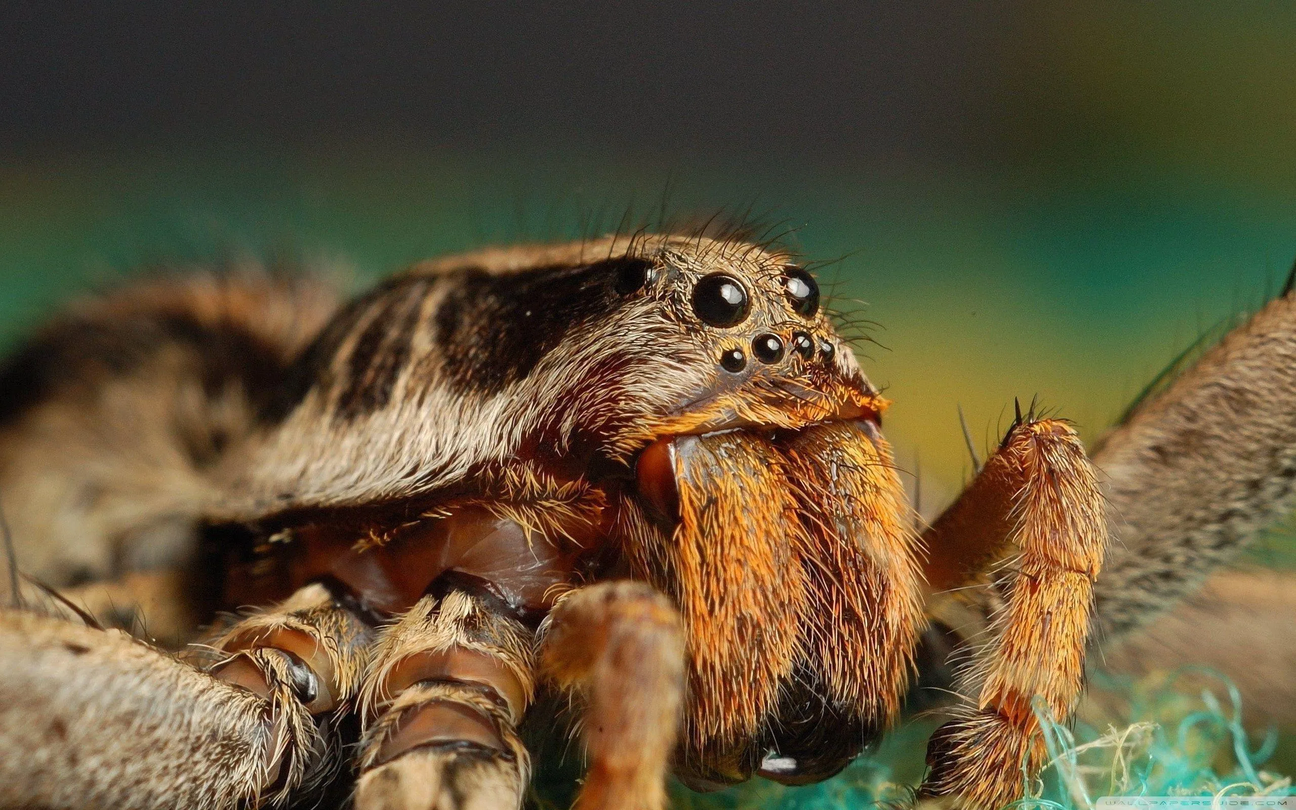/img/23721-tarantula-species.webp