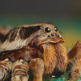/img/23721-tarantula-species.webp