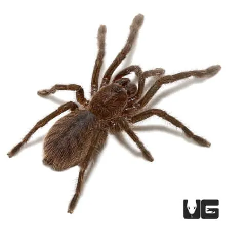 23722 cobalt blue tarantula hiding spot