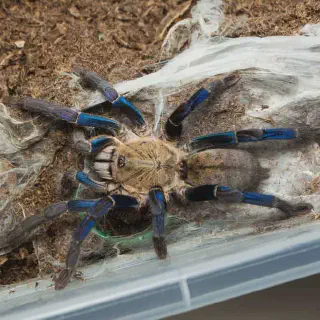 /img/23722-cobalt-blue-tarantula-inside-enclosure.webp