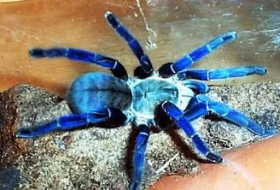 23722 cobalt blue tarantula substrate