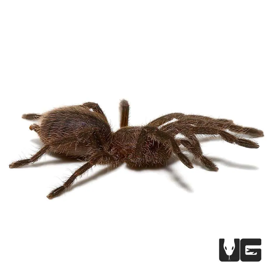 23722 cobalt blue tarantula water dish