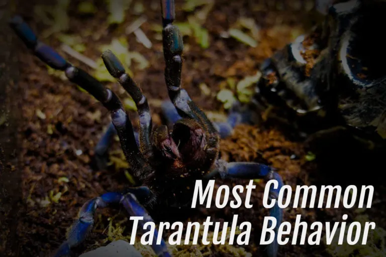 /img/23723-chinchilla-tarantula-facts.webp