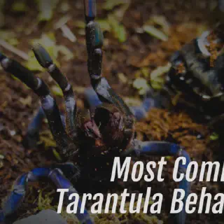 /img/23723-chinchilla-tarantula-facts.webp