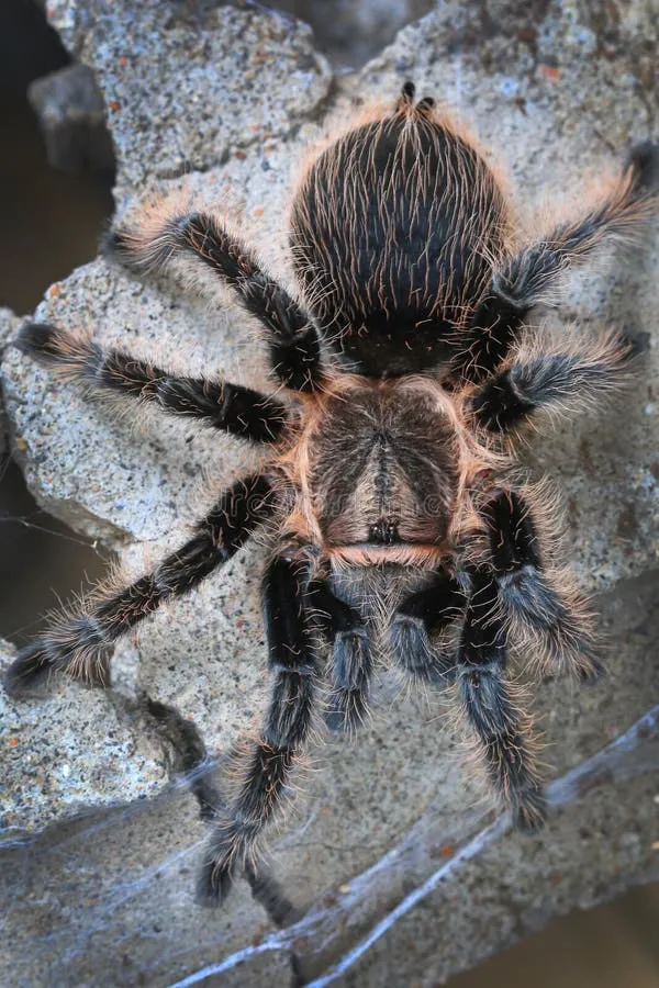 23723 tarantula diet