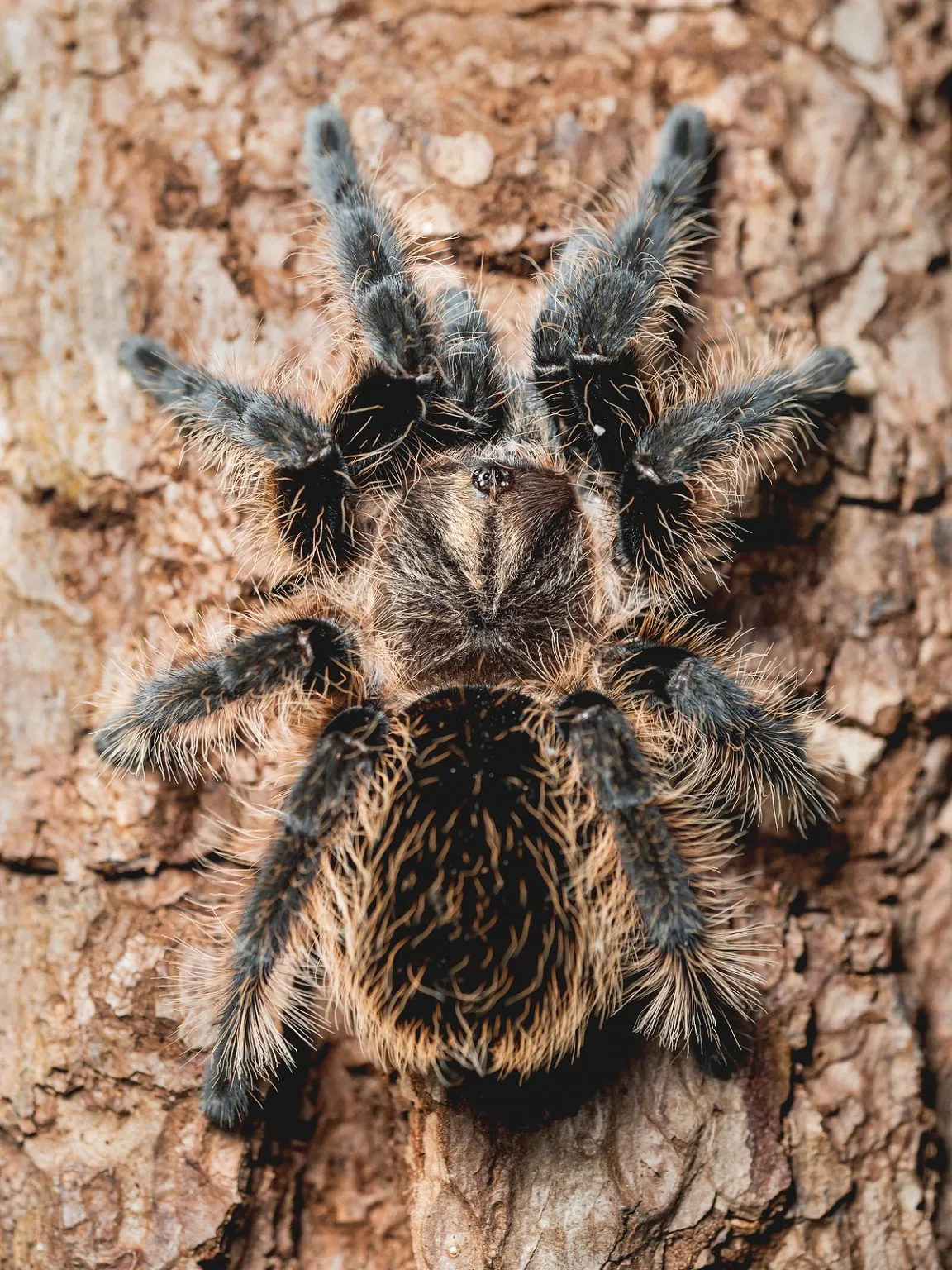 23723 tarantula habitat