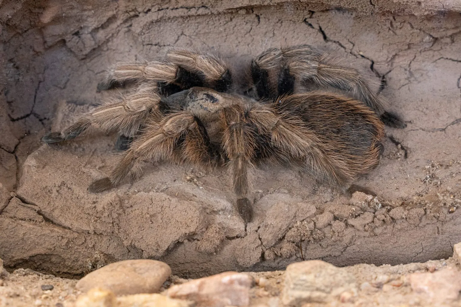 23723 tarantula image
