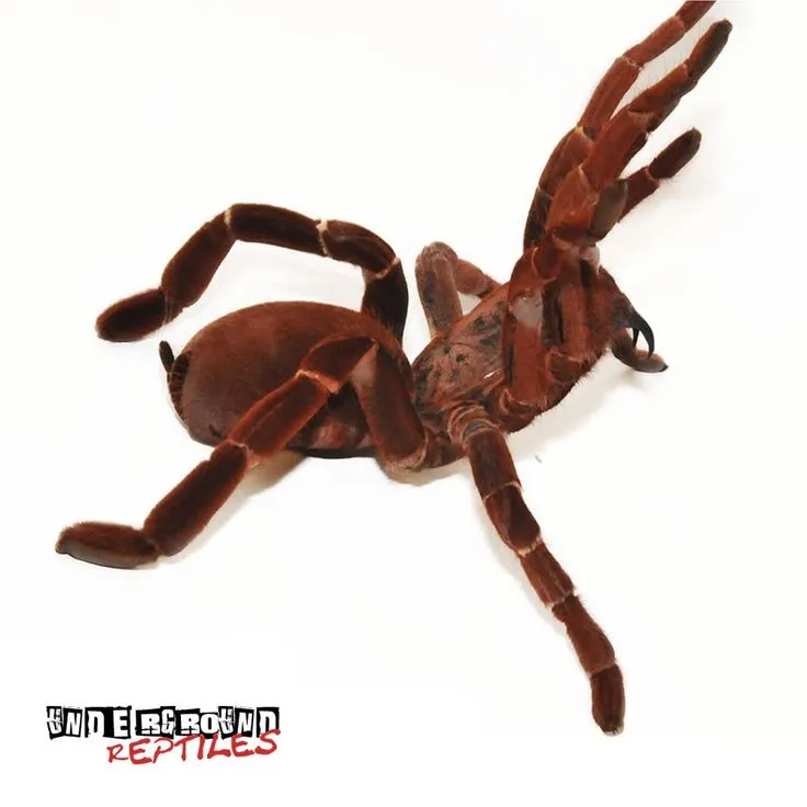 23724 king baboon tarantula feeding 3