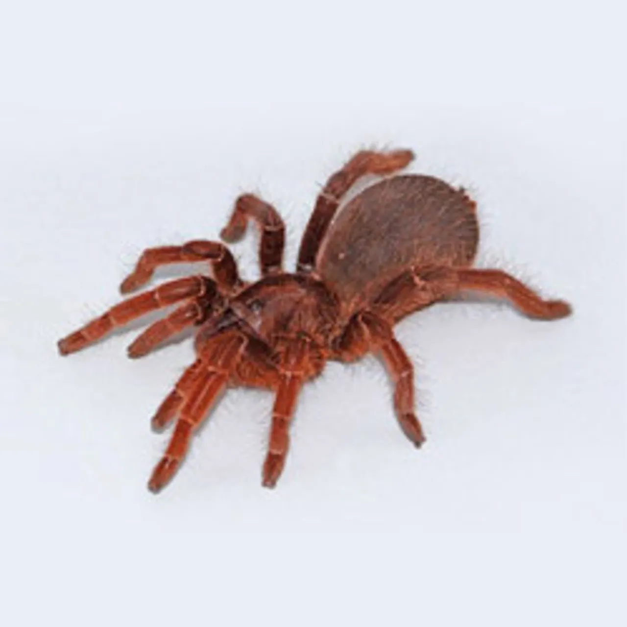 23724 king baboon tarantula feeding 4