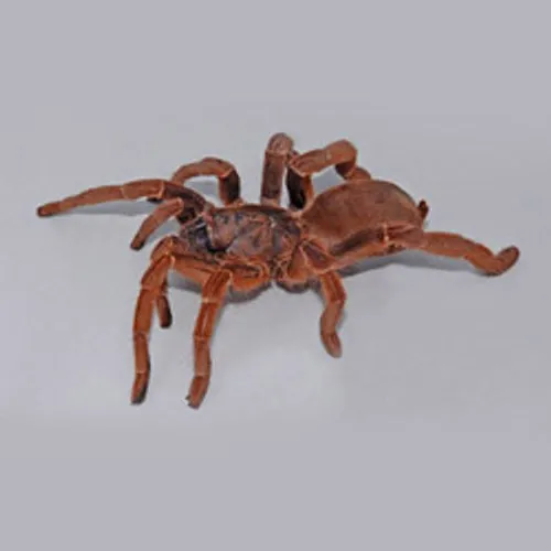 23724 king baboon tarantula feeding 5