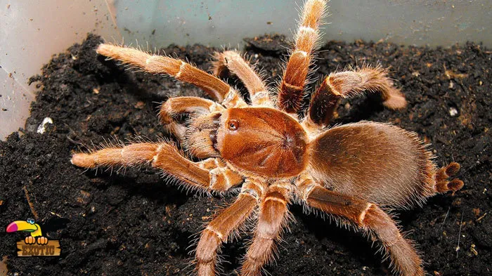 23724 king baboon tarantula feeding 6