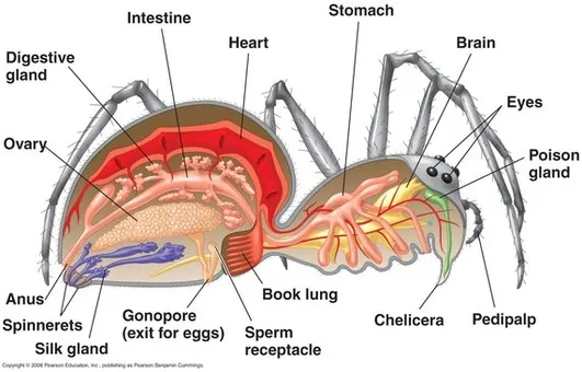 23724 king baboon tarantula feeding 7