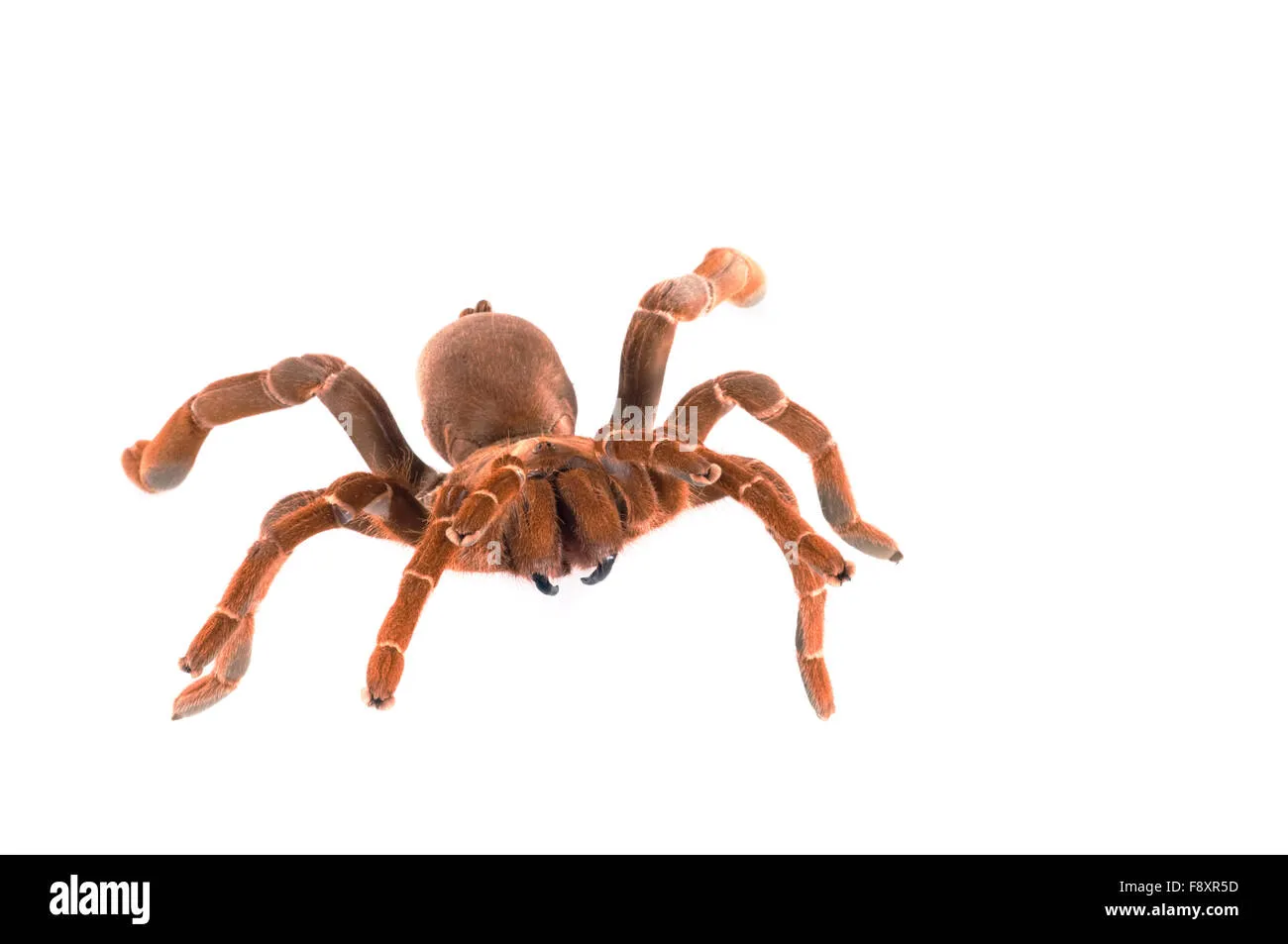 /img/23724-king-baboon-tarantula-feeding-8.webp