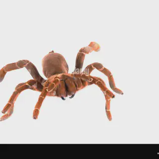 /img/23724-king-baboon-tarantula-feeding-8.webp