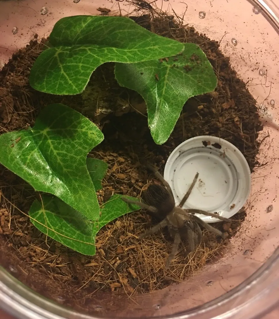 23725 checking tarantula