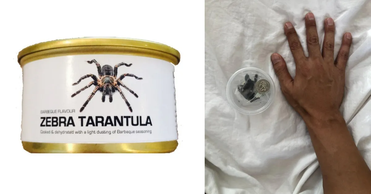 23725 healthy tarantula