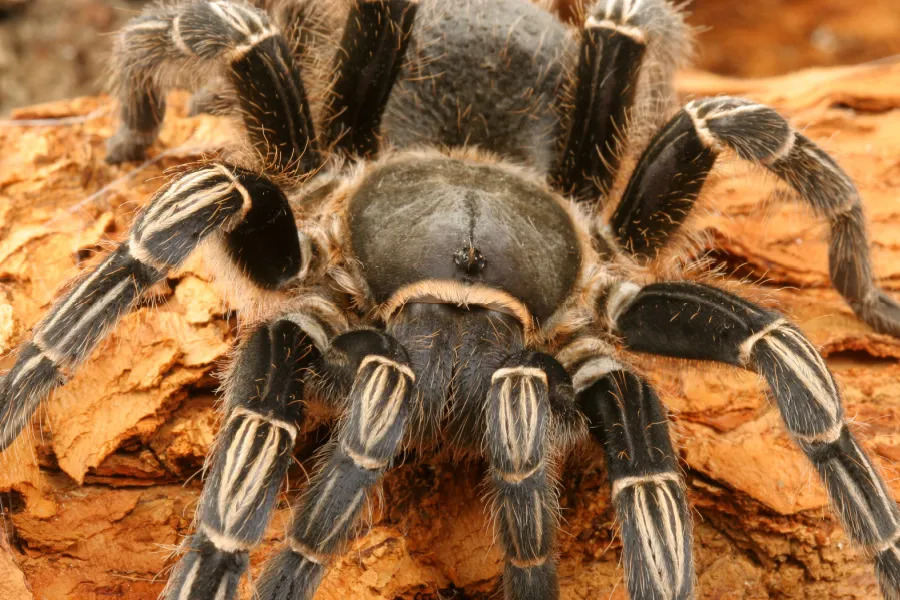 23725 water dish tarantula
