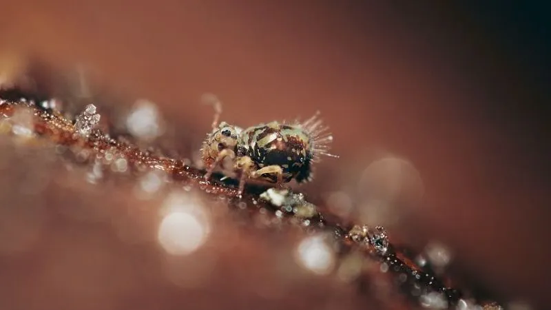 23727 springtails tarantula 2