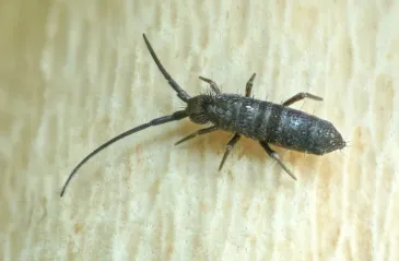 23727 springtails tarantula 3