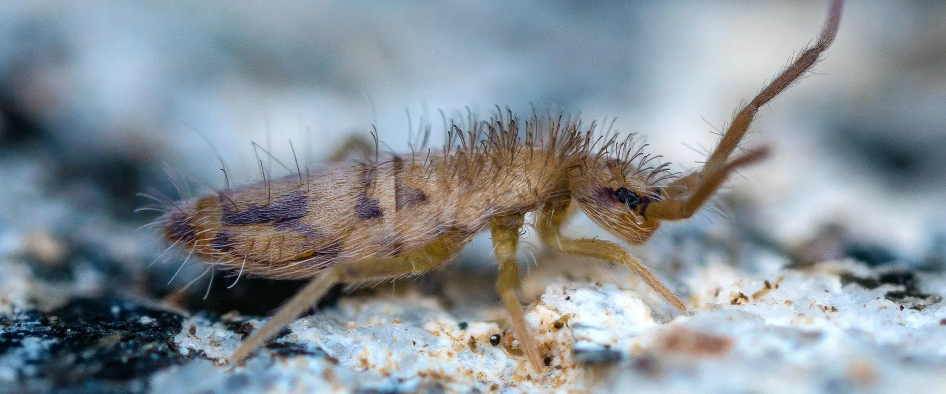 23727 springtails tarantula 4