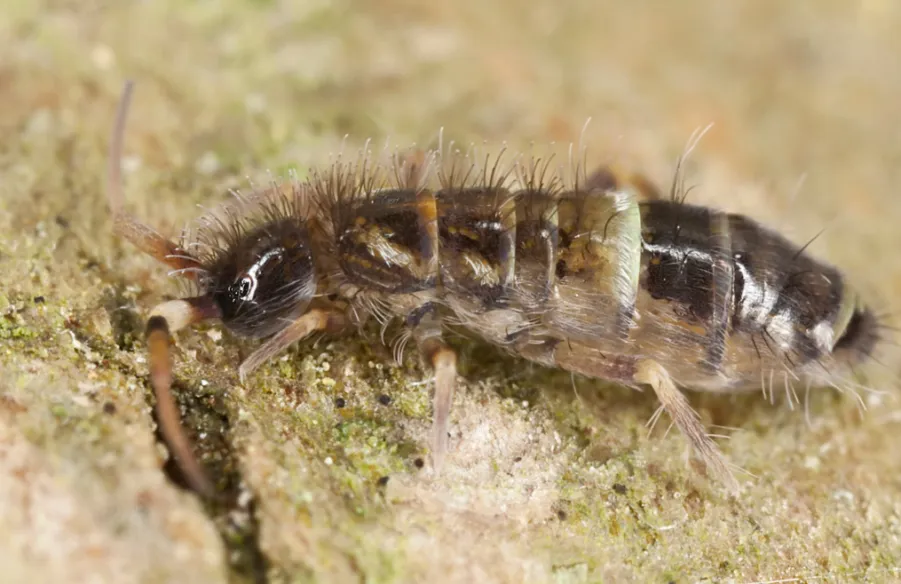 /img/23727-springtails-tarantula-7.webp