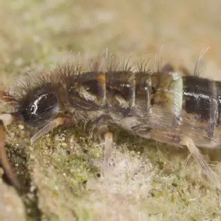 /img/23727-springtails-tarantula-7.webp