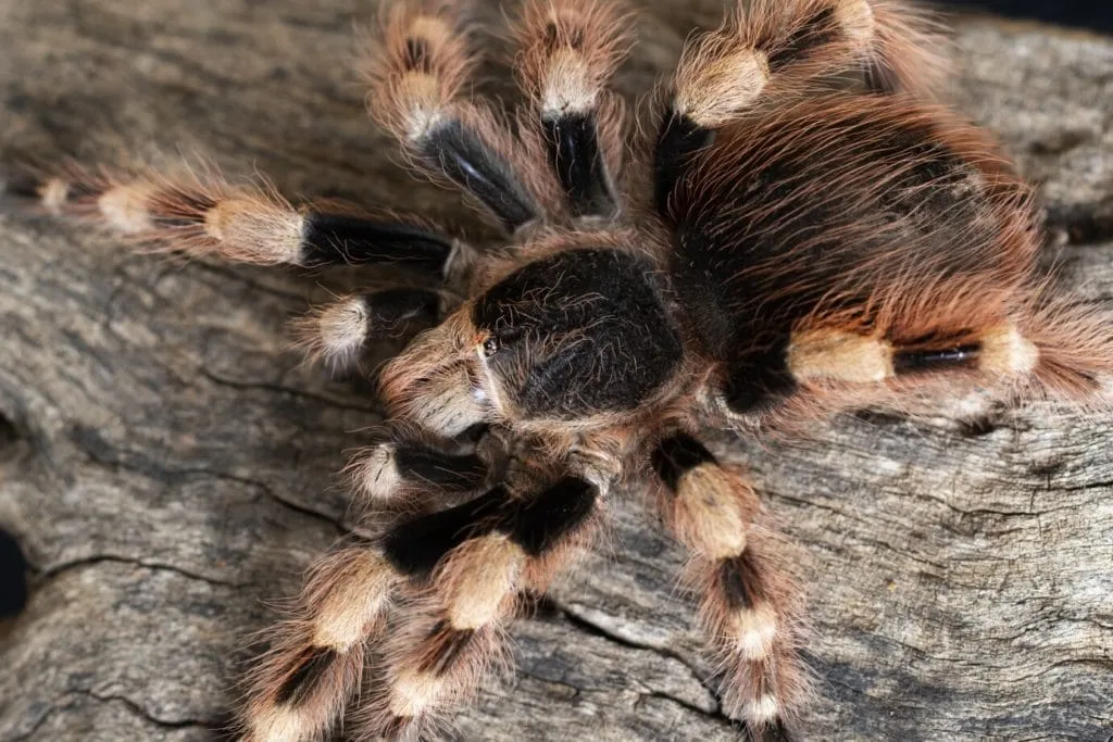 /img/23730-spider-vs-tarantula-myths.webp
