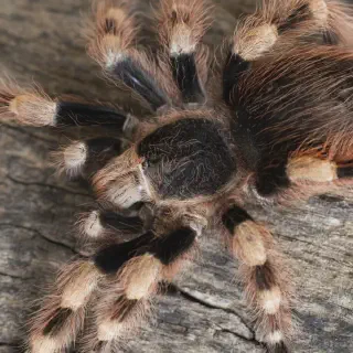 /img/23730-spider-vs-tarantula-myths.webp