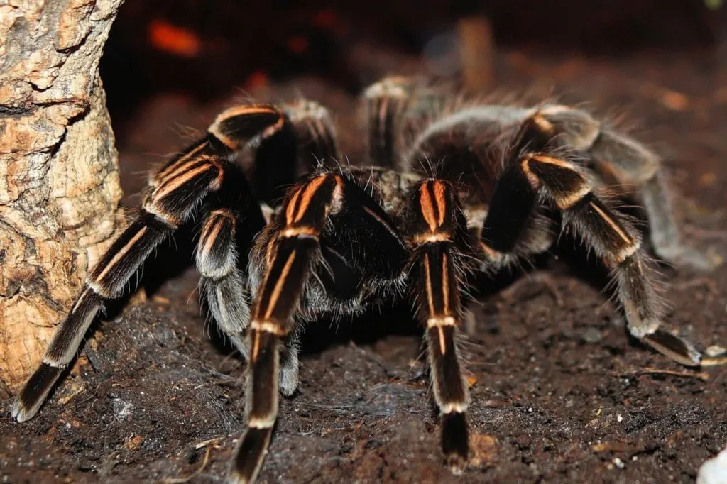23730 tarantula lifespan