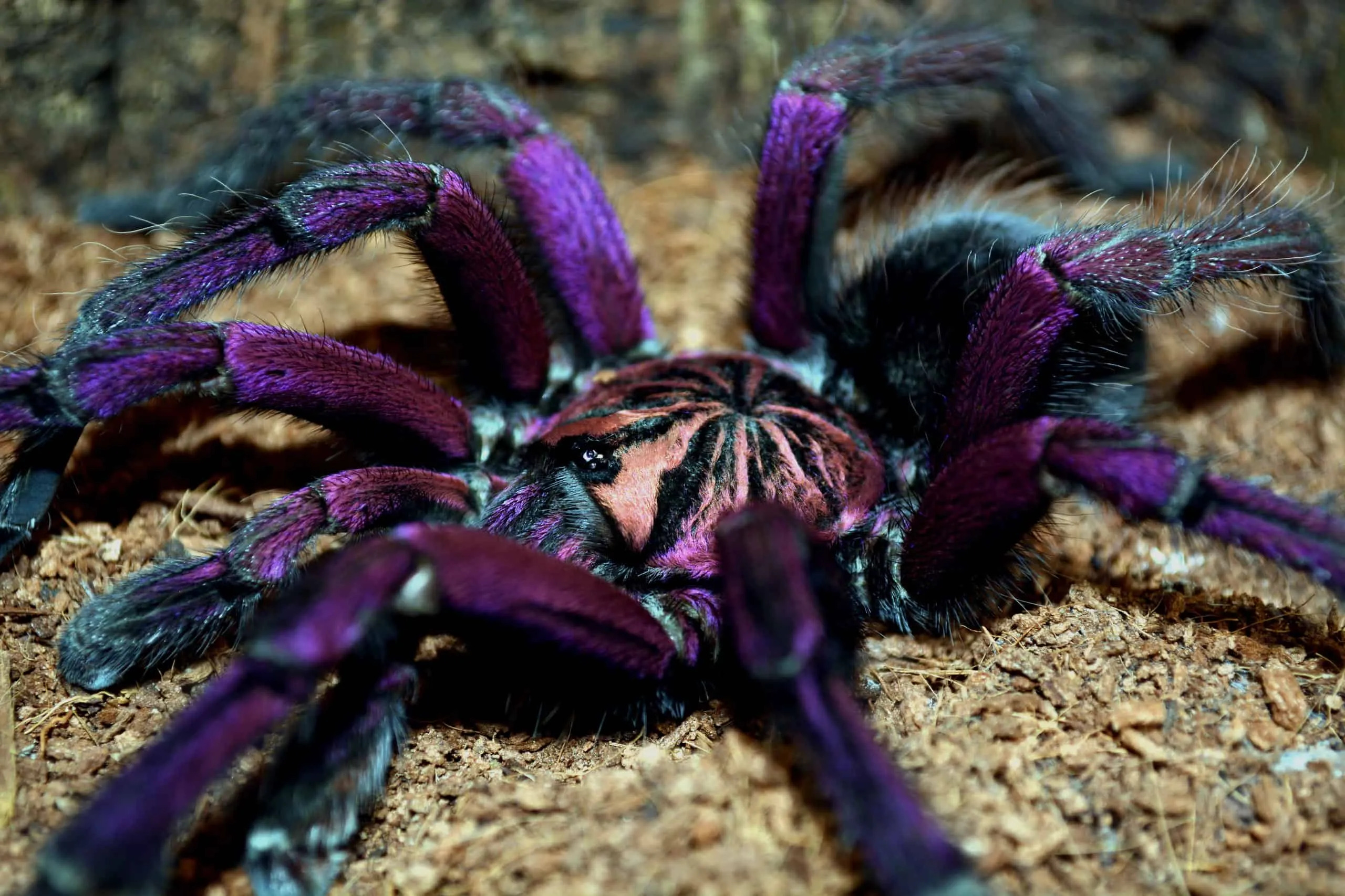 23731 birdeater tarantula enclosure
