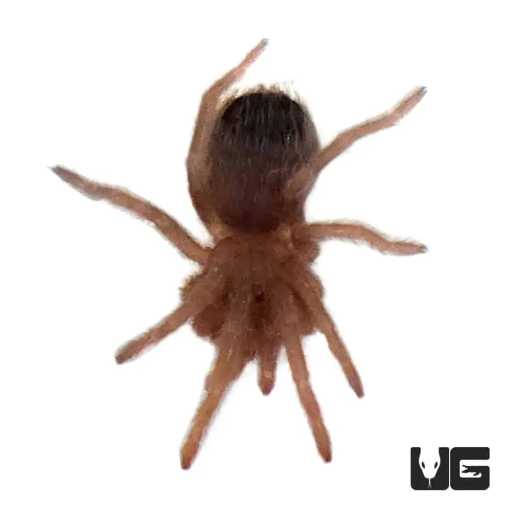 23731 birdeater tarantula feeding