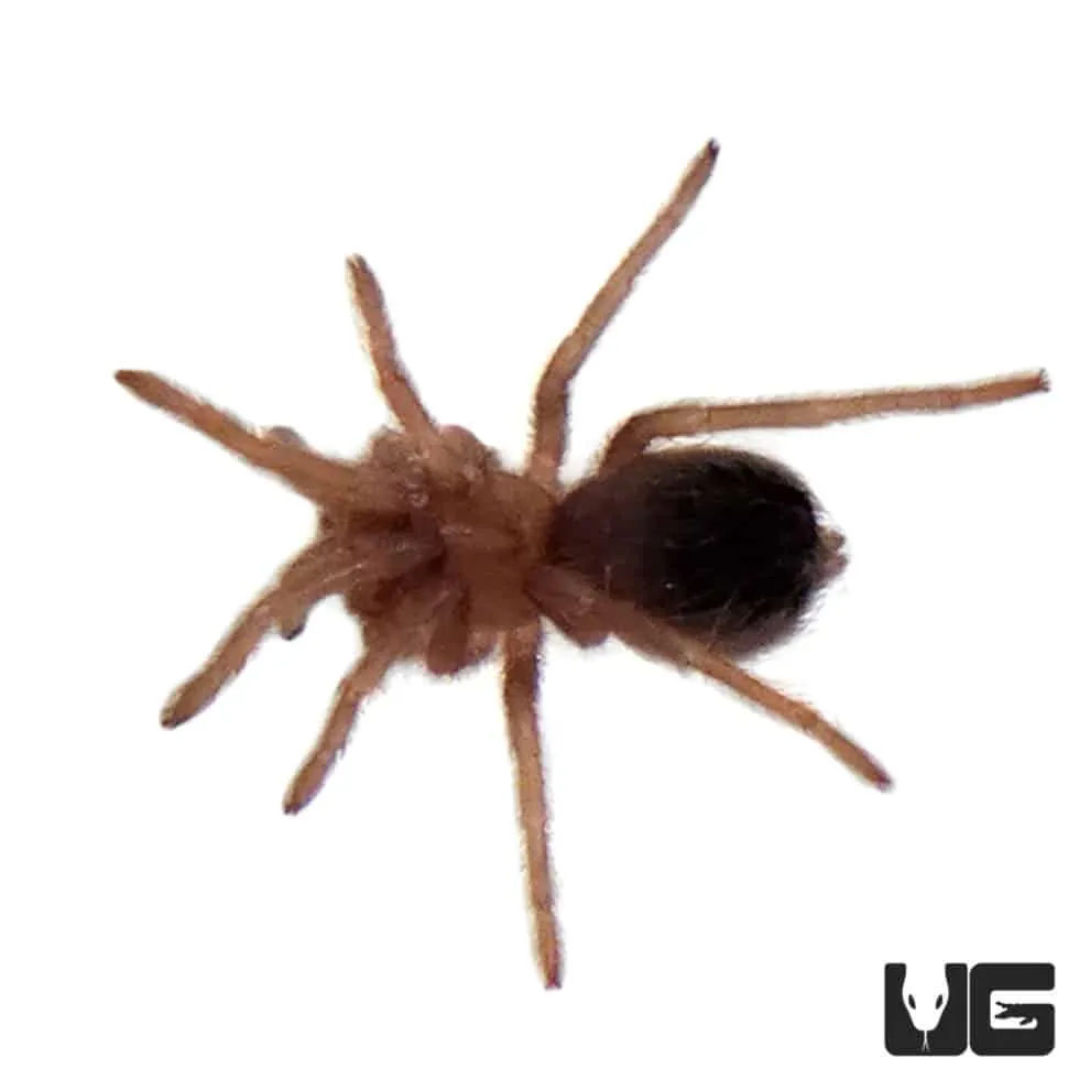 23731 birdeater tarantula handling