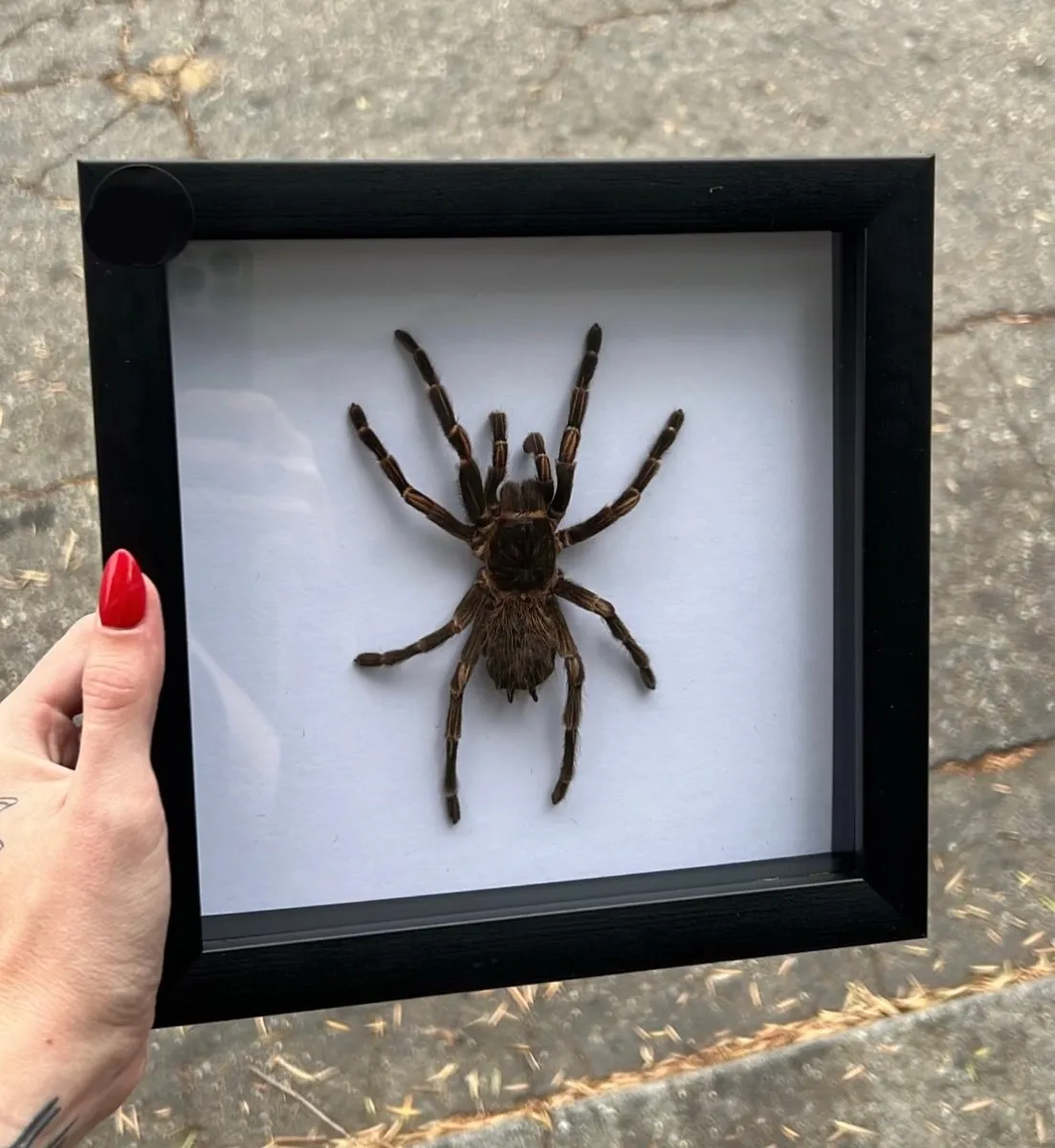 23731 birdeater tarantula molting