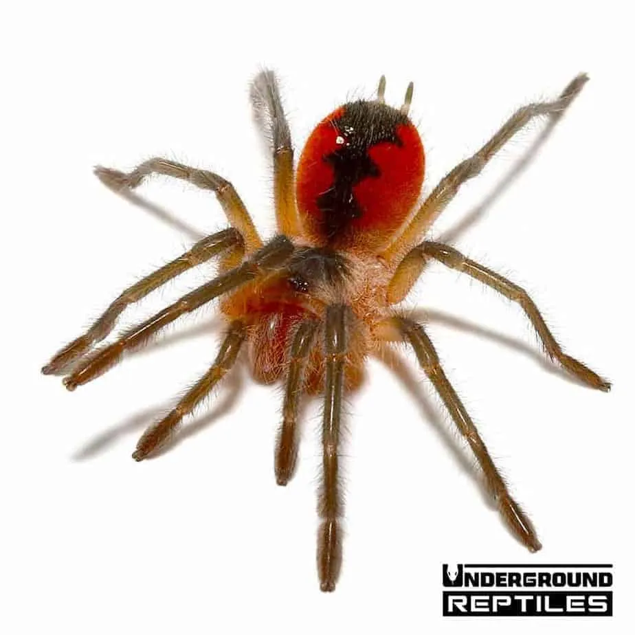 /img/23731-birdeater-tarantula-spiderlings.webp