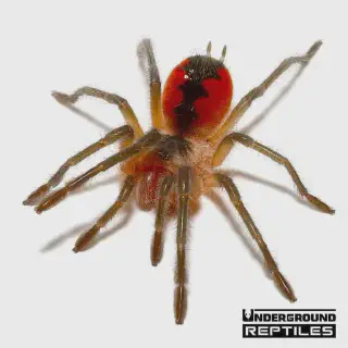 /img/23731-birdeater-tarantula-spiderlings.webp